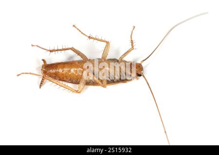 Cockroach tedesco, Blattella germanica. Un individuo adulto morto steso sulla schiena. Foto Stock