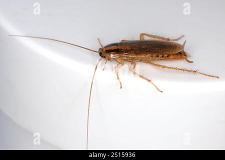 Cockroach tedesco per adulti, Blattella germanica sul contenitore della crema. Foto Stock