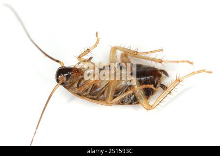 Cockroach tedesco, Blattella germanica. Larva morta stesa sulla schiena. Foto Stock