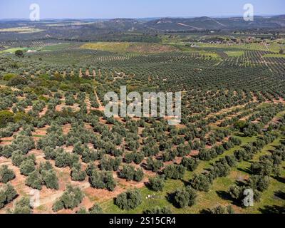 Ampia estensione di oliveti destinati alla produzione di olio, vicino alla città di Puertas de Segura, provincia di Jaén, Andalusia, Spagna Foto Stock