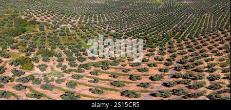 Ampia estensione di oliveti destinati alla produzione di olio, vicino alla città di Puertas de Segura, provincia di Jaén, Andalusia, Spagna Foto Stock