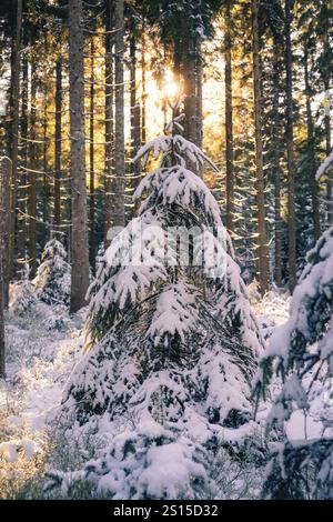 Alberi innevati nella foresta, raggi di sole che si infrangono tra i rami, Seewald, Foresta Nera, Germania, Europa Foto Stock