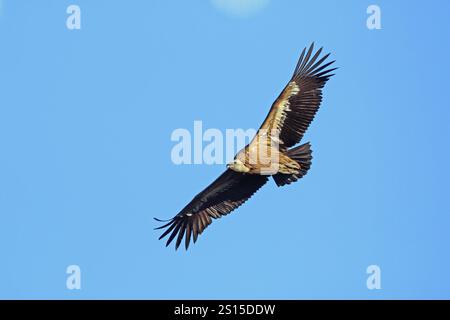 Grifone avvoltoio, Gyps fulvus, mosche Foto Stock