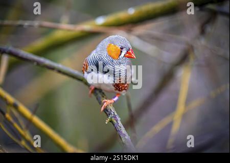 Una zebra finch (Taeniopygia) si trova attentamente su un ramo nella luce ambientale verde, Eisenberg, Turingia, Germania, Europa Foto Stock