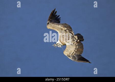 Grifone avvoltoio, Gyps fulvus, mosche Foto Stock