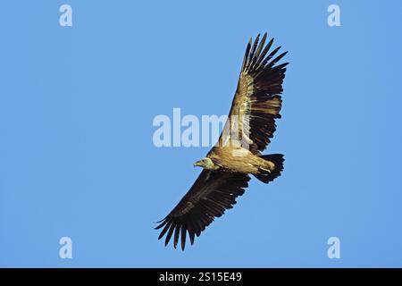 Grifone avvoltoio, Gyps fulvus, mosche Foto Stock