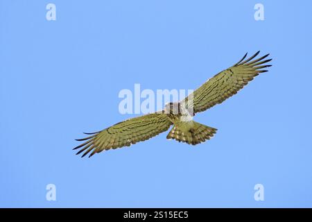 Aquila di serpente a punta corta, Circaetus gallicus Foto Stock