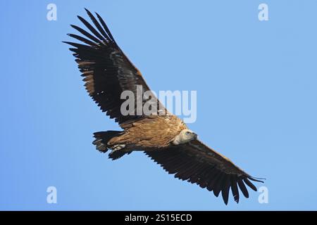 Grifone avvoltoio, Gyps fulvus, mosche Foto Stock