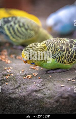 Diversi budgerigi (Melopsittacus undulatus) nutriti su una pietra, dominano colori vivaci, Eisenberg, Turingia, Germania, Europa Foto Stock