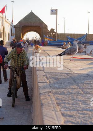 Un uomo del posto in bicicletta guarda un gabbiano sulle mura della città con un'arcata che porta al porto dei pesci alle spalle e barche da pesca a Essaouira, 31 dicembre 2024 Foto Stock