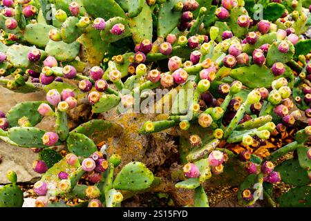 Opuntia, comunemente chiamato fico d'India, è un genere della famiglia dei cactus. Foto Stock