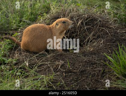 Il piccolo cane Brown Prarie si trova al bordo di Un buco di terra nel Wind Cave National Park Foto Stock