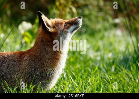 La nostra bella e astuta Red Fox Foto Stock