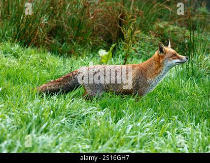 La nostra bella e astuta Red Fox Foto Stock