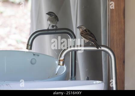 Passera del Kenya (Passer rufocinctus) che guarda nello specchio dell'edificio del bagno nel Serengeti in Tanzania, Africa orientale Foto Stock