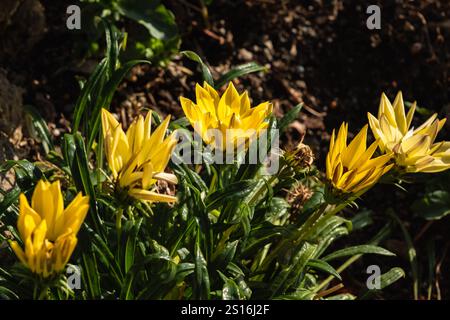 Fiori luminosi in una giornata di primavera all'aperto. Gazania gialla o fiore del Tesoro fiorito in un giardino. Gazania splendente. Gazania Rigens o African dai Foto Stock