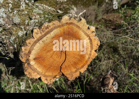 Una dettagliata sezione trasversale di un tronco di quercia da sughero, che mostra i suoi anelli di crescita e la corteccia ruvida. L'albero fa parte di un allevamento iberico di maiali dove ghiande ar Foto Stock