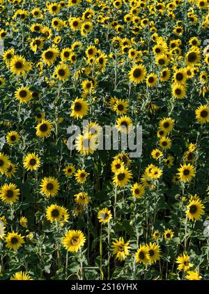 Un raccolto di girasoli in piena fioritura. Foto Stock