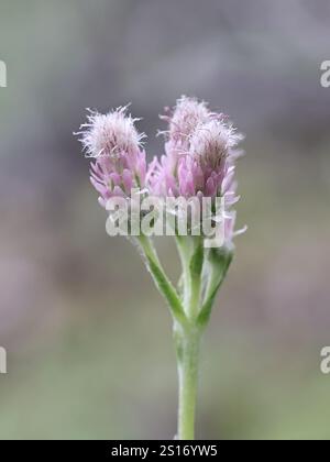 Mountain Everlasting, Antennaria dioica, conosciuta anche come Catsfoot, Cat’s-Foot o Cudweed, fiori rosa femminili Foto Stock