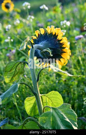 Girasoli alla luce della sera Foto Stock