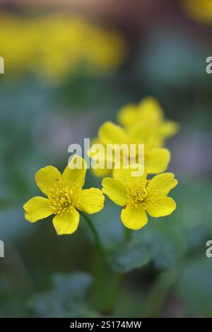 Caltha palustris, comunemente nota come palude-calendula o kingcup, pianta selvatica della Finlandia Foto Stock