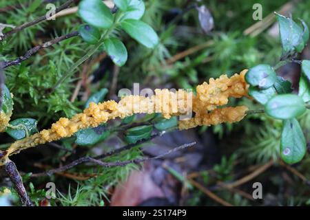 Fuligo muscorum, comunemente noto come albicocca melma muffa, myxomycete dalla Finlandia Foto Stock