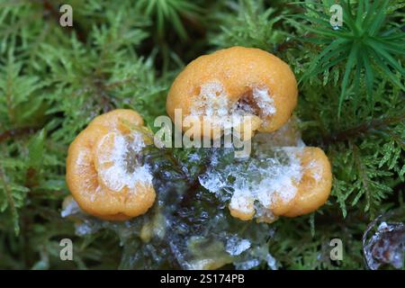 Fuligo muscorum, comunemente noto come albicocca melma muffa, myxomycete dalla Finlandia Foto Stock