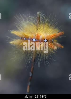 Colorato bruco di falena Sycamore, Acronicta aceris Foto Stock