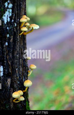Primo piano di un gruppo di piccoli funghi selvatici giallo-arancio che spuntano dal lato di un tronco di alberi nella lussureggiante foresta di Ucieda, valle di Cabuerniga, Foto Stock
