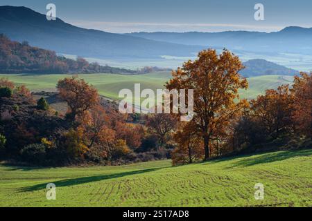 Uno splendido paesaggio autunnale nella valle di Allín, Navarra, Spagna, caratterizzato da colline verdi ondulate e vivaci alberi dorati sotto un cielo blu calmo. La sce Foto Stock