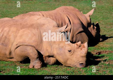 Due rinoceronti bianchi (Ceratotherium simum) che riposano in un campo. Parco naturale Cabarceno. Cantabria, Spagna. Foto Stock