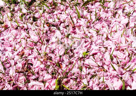Primo piano di masse di petali di fiori di ciliegio caduti sul prato del giardino nazionale Shinjuku Gyoen. Sole brillante. Foto Stock