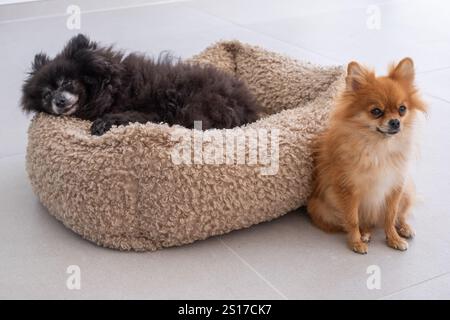 Due cani di piccola taglia vengono catturati all'interno, uno è comodamente sdraiato in un morbido letto mentre l'altro si trova nelle vicinanze, entrambi godendo della tranquillità del momento. Foto Stock