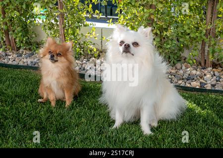Due cani di piccola taglia, uno dorato e l'altro bianco soffice, trascorreranno un pomeriggio di sole in un vivace cortile Foto Stock