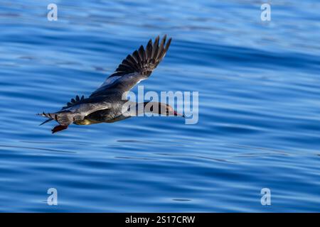 Un uccello di Goosander in volo Foto Stock