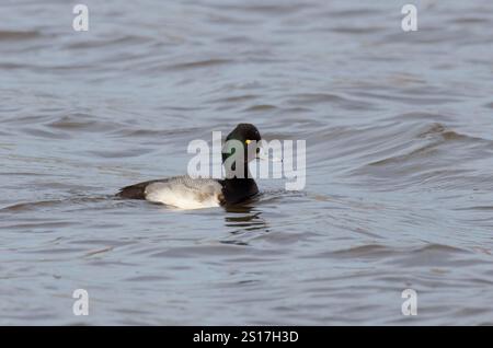 Minor Scaup, Aythya affinis, maschio Foto Stock