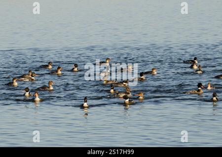 Merganser petto rosso, serratore Mergus, frenesia per l'alimentazione Foto Stock