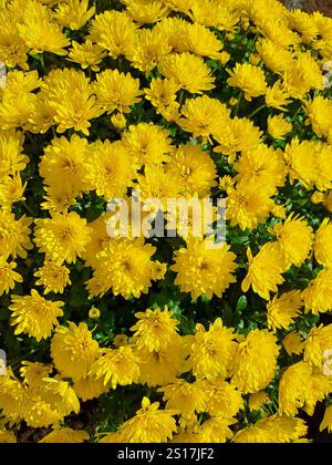 Cespuglio di crisantemo giallo al sole. Primo piano. Girato con una fotocamera del telefono Foto Stock