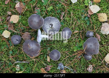 Tricholoma terreum, chiamato anche Tricholoma myomyces, comunemente noto come cavaliere grigio o tricholoma sporco, fungo selvatico proveniente dalla Finlandia Foto Stock