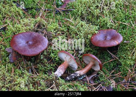 Lactarius rufus, comunemente noto come rufous Milkcap, o tappo del latte caldo rosso, fungo commestibile selvatico proveniente dalla Finlandia Foto Stock