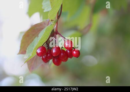 Bacche di rosa campanara, Viburnum opulus, comunemente noto anche come sambuco d'acqua, albero di palla di neve o palla di neve comune, pianta selvatica della Finlandia Foto Stock