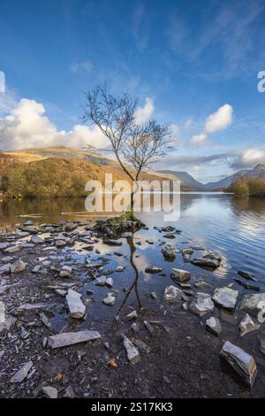 L'albero solitario a Llyn Padarn, Llanberis, Gwynedd, Galles del Nord Foto Stock