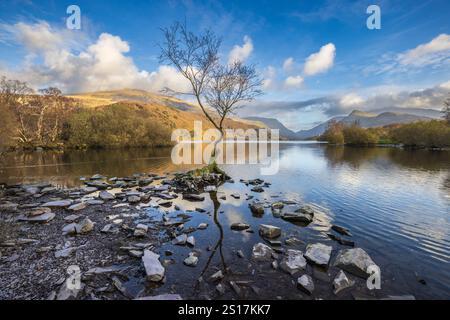 L'albero solitario a Llyn Padarn, Llanberis, Gwynedd, Galles del Nord Foto Stock