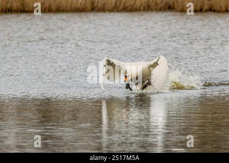 Mute Swan, Cygnus olor, che si innalza dalla superficie dell'acqua, con il collo allungato e le ali e le gambe curve, che calci sulla superficie dell'acqua creando un'atmosfera intima Foto Stock