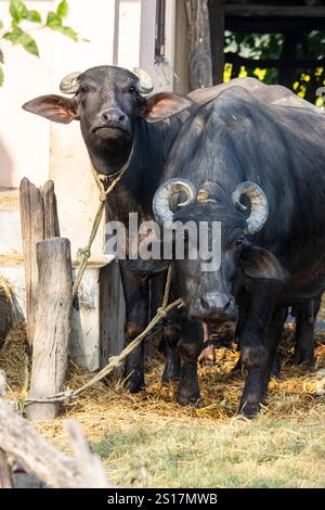 Due bufali d'acqua addomesticati (Bubalus bubalis), Nepal, Asia Foto Stock