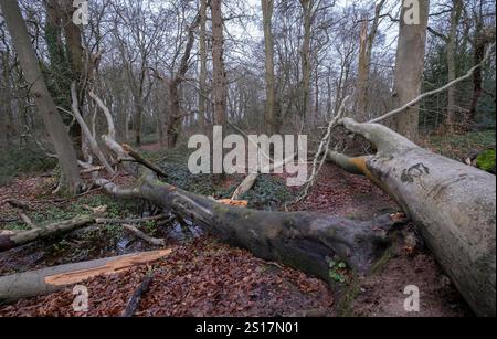 Gli alberi danneggiati dalla tempesta invernale si trovano sul terreno nel bosco nel Worcestershire, in Inghilterra. I forti venti hanno abbattuto molti alberi più grandi. Foto Stock