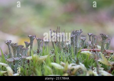 Cladonia phyllophora, comunemente nota come lichen di corno in feltro, un lichene di coppa proveniente dalla Finlandia Foto Stock