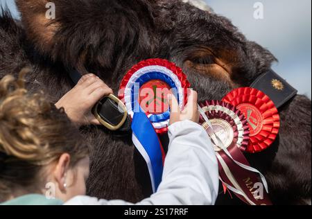 Addosso rosette premiate su una mucca al Westmorland Agricultural Show, Kendal, Cumbria, Regno Unito. Foto Stock