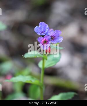 Pulmonaria obscura, conosciuta come la mosto di lungga o Suffolk, pianta in fiore selvatica della Finlandia Foto Stock