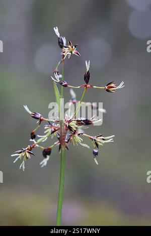 Luzula pilosa, conosciuta come la pelosa foresta-rush, pianta selvatica dalla Finlandia Foto Stock